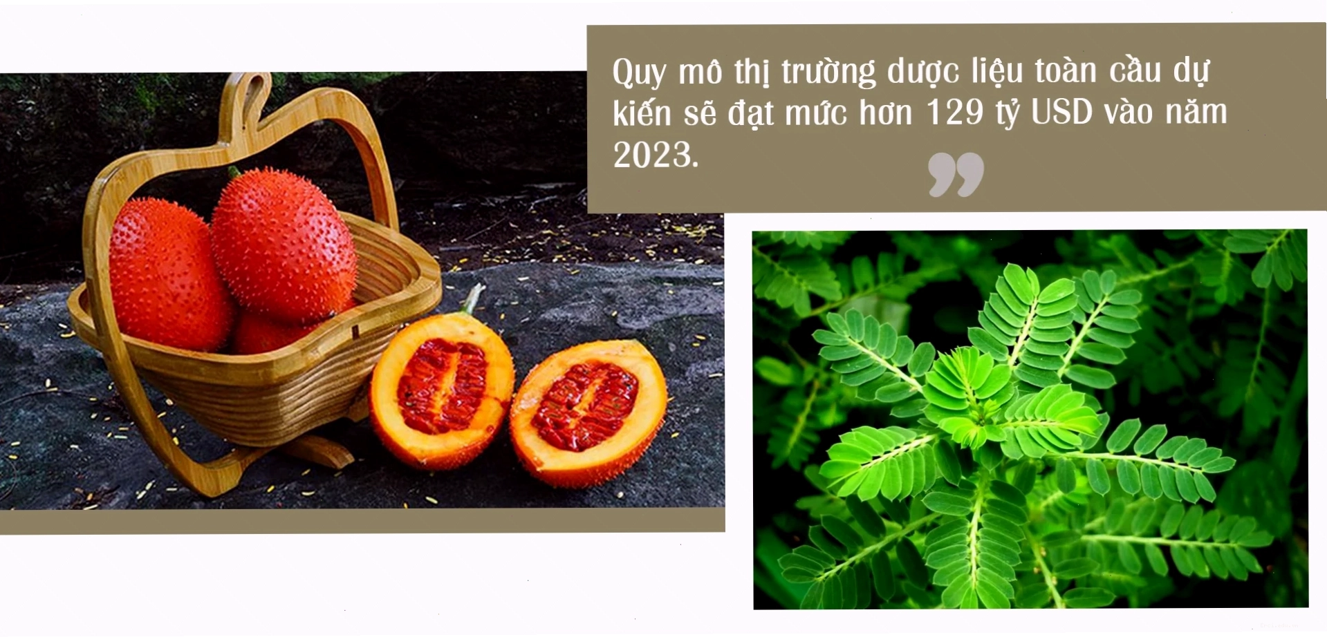 Bộ sưu tập tranh chibi đa dạng các loại dược liệu Việt Nam