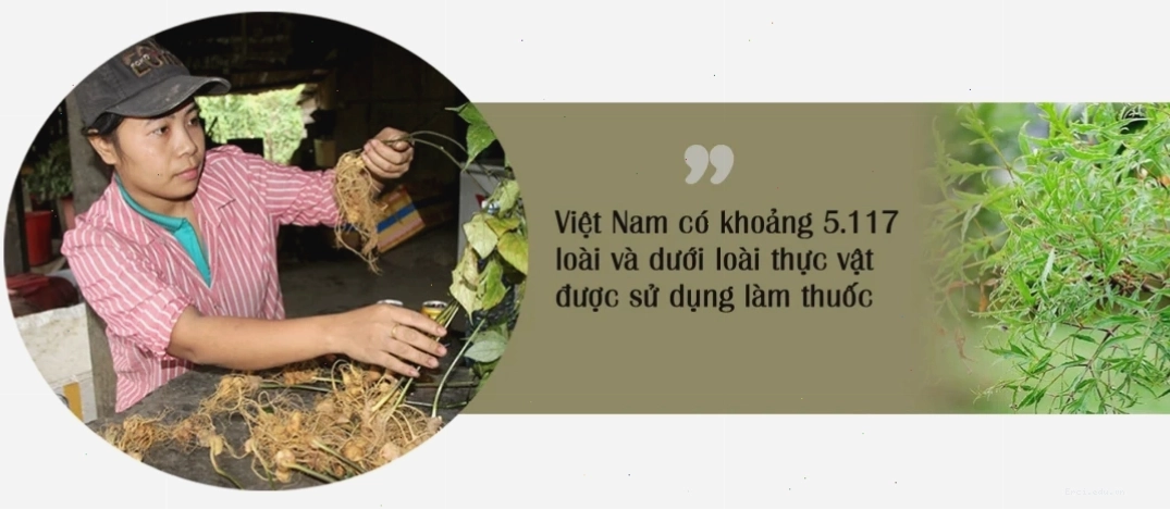 Tranh chibi các loại cây thuốc quý minh họa thảo dược tự nhiên