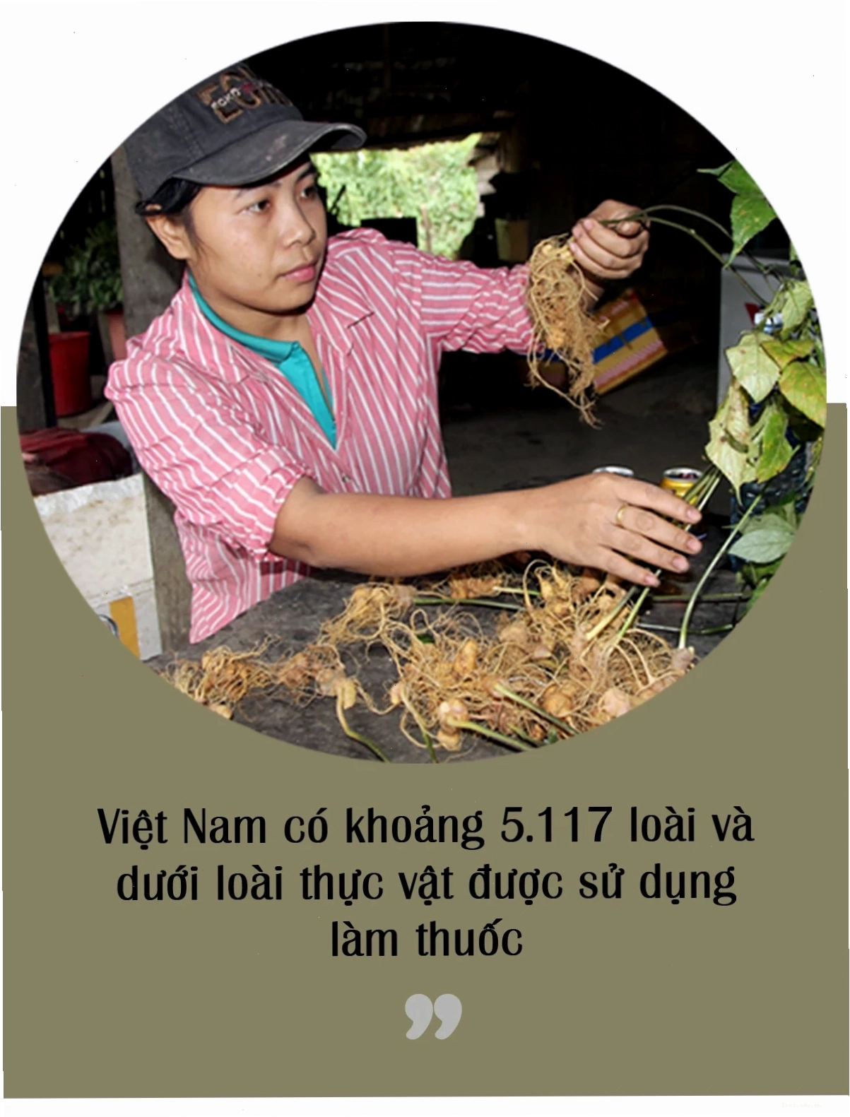 Tranh vẽ chibi minh họa các công dụng chữa bệnh của thảo dược