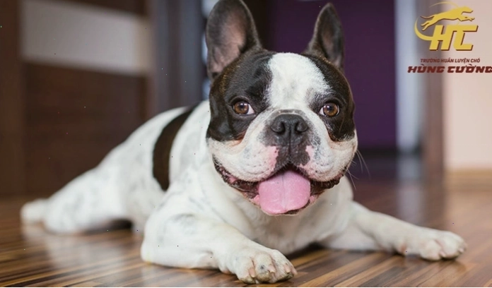 Chó Bull Pháp ăn gì để lớn nhanh, khoẻ mạnh?