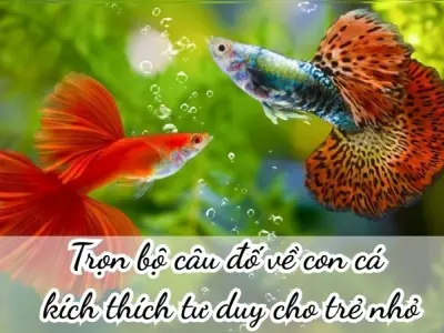 Trọn bộ câu đố về con cá kích thích tư duy cho trẻ nhỏ