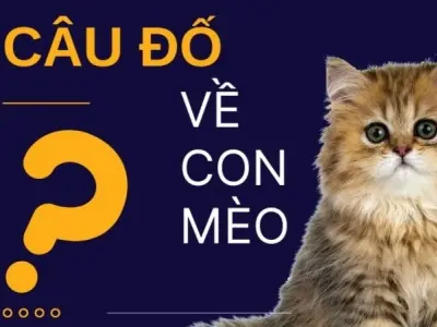 Trọn bộ câu đố về con mèo đầy dí dỏm và giàu hình ảnh