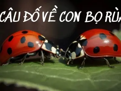 Những câu đố hay về bọ rùa giúp bé học nhanh nhớ lâu