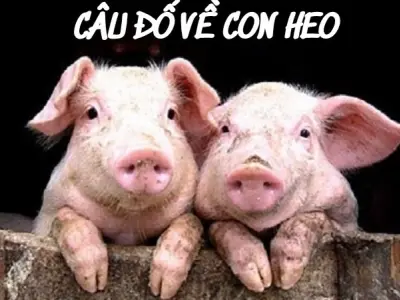 Top câu đố về con heo hài hước vui nhộn dành cho mọi người