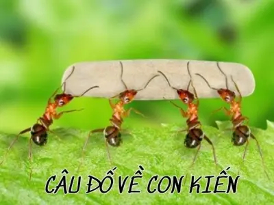 Loạt câu đố về con kiến ẩn chứa nhiều bài học sâu sắc
