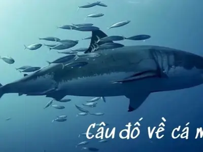 Tổng hợp câu đố về cá mập sáng tạo với hình ảnh sinh động
