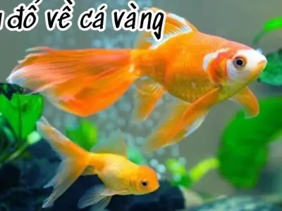 Câu đố về cá vàng hay và dí dỏm khiến bé mê mẩn khám phá