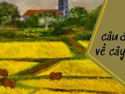 Tổng hợp câu đố về cây lúa mang đậm hơi thở làng quê