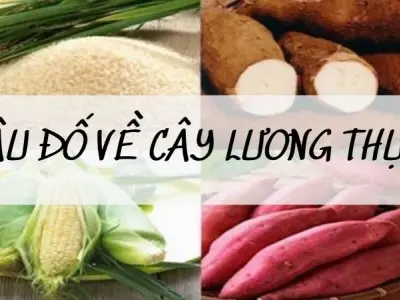 Gợi ý các câu đố về cây lương thực trong văn học dân gian
