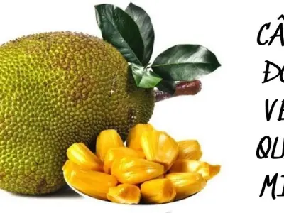 Những câu đố về quả mít giúp trẻ học mà chơi hiệu quả