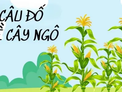 Những câu đố về cây ngô gắn liền với làng quê Việt Nam