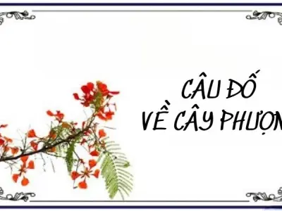 Câu đố về cây phượng đỏ rực gợi nhớ ký ức tuổi học trò