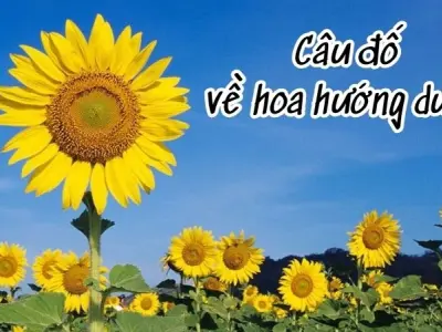 Bất ngờ với câu đố hoa hướng dương khiến bé thích mê