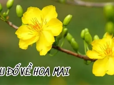 Câu đố về hoa mai giúp trẻ hiểu thêm về văn hóa Tết xưa