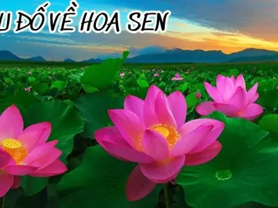 Trọn bộ câu đố về hoa sen dân gian hay cho trẻ nhỏ