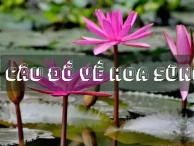 Câu đố về hoa súng giúp bé học hỏi và khám phá thiên nhiên
