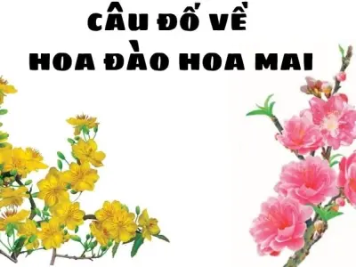 Câu đố về hoa đào hoa mai gợi nhớ hương vị mùa xuân