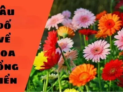 Câu đố về hoa đồng tiền hay cho bé học mà không chán