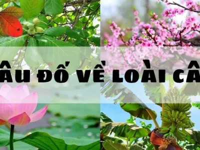 Những câu đố về loài cây gắn liền đời sống và thiên nhiên