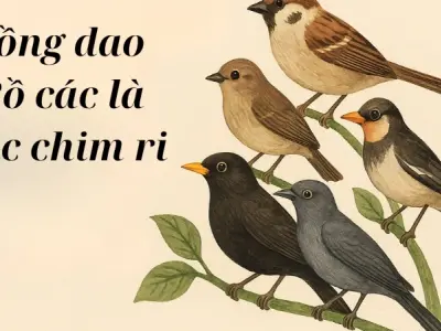 Sưu tầm Đồng dao Bồ các là bác chim ri phổ biến nhất