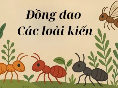 Đồng dao Các loài kiến giúp trẻ học về côn trùng