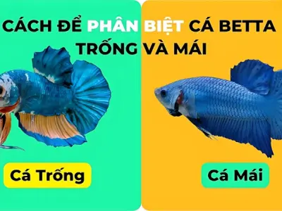 Cách phân biệt cá betta trống mái chính xác và dễ hiểu