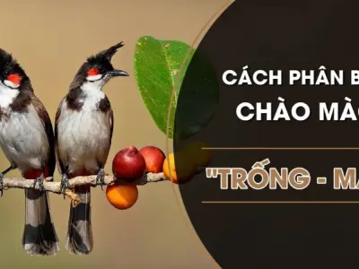 Cách phân biệt chào mào trống mái chính xác dễ áp dụng