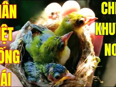 Cách phân biệt chim khuyên trống mái chính xác 99%