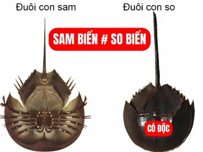 Cách phân biệt con sam và con so tránh ăn nhầm nguy hiểm