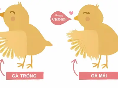 Cách phân biệt gà con trống mái chính xác 95% tại nhà