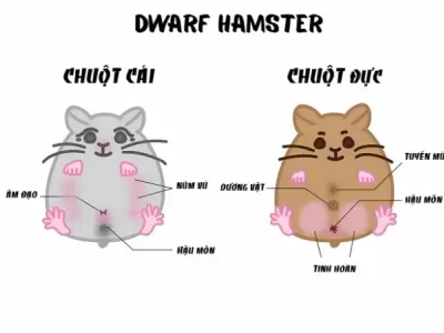 Cách phân biệt hamster đực và cái đơn giản ai cũng làm được