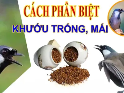 Cách phân biệt khướu trống mái chỉ trong 3 bước đơn giản