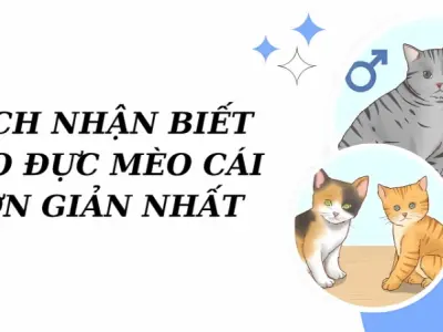 Cách phân biệt mèo đực mèo cái đơn giản ai cũng làm được