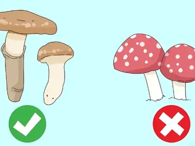 Đừng ăn nhầm! Cách phân biệt nấm độc và nấm thường