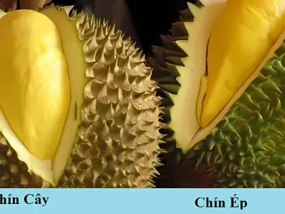 Cách phân biệt sầu riêng chín tự nhiên và chín ép chuẩn