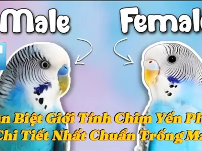 Cách phân biệt yến phụng trống mái dễ hiểu chi tiết