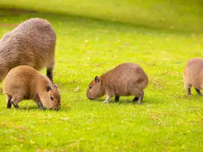 Capybara là con gì? Bí ẩn về thánh sống chill mạng xã hội