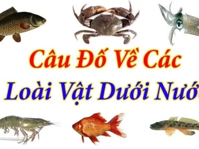 Tuyển chọn câu đố động vật dưới nước cực kỳ sinh động