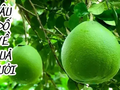 Tuyển tập câu đố quả bưởi ngắn gọn giàu hình ảnh sáng tạo