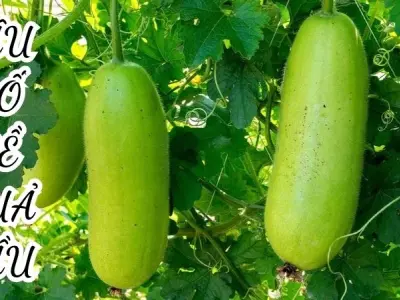 Những câu đố về quả bầu giúp phát triển tư duy ngôn ngữ