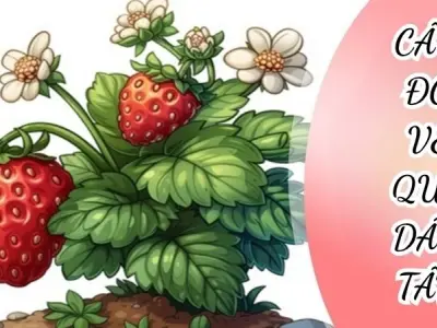 Câu đố về quả dâu tây cho bé mầm non siêu dễ thương