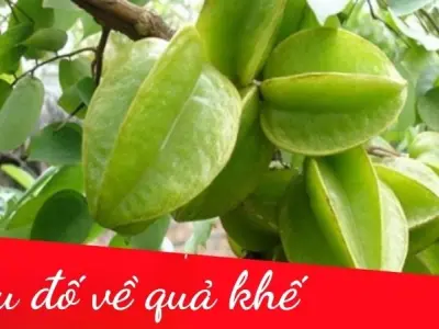 Câu đố về quả khế hay và thú vị dành cho bé mầm non