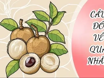 Những câu đố về quả nhãn hấp dẫn gợi mở trí tưởng tượng