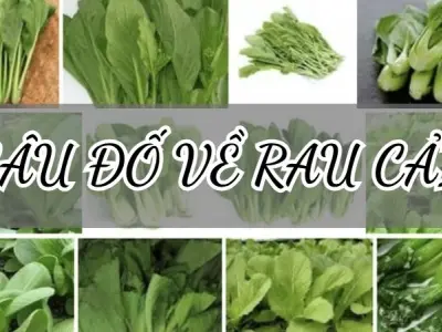 Hé lộ câu đố về rau cải hay nhất trong kho tàng dân gian