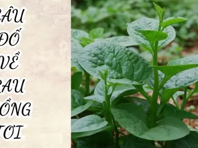 Khám phá câu đố về rau mồng tơi mang đậm chất dân gian