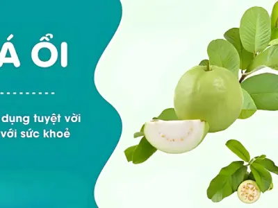 Lá ổi có tác dụng gì? Đừng bỏ qua bài thuốc quý này!