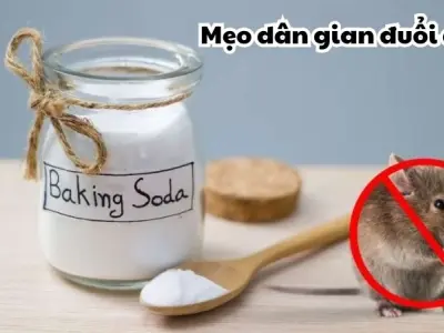 Bật mí mẹo đuổi chuột hiệu quả nhất dân gian lưu truyền