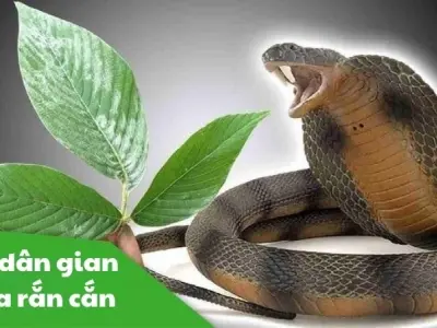 Bật mí mẹo dân gian chữa rắn độc cắn cực kỳ hiệu nghiệm
