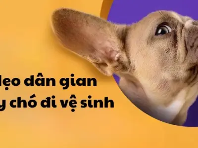 Mẹo dân gian dạy chó đi vệ sinh đúng chỗ hiệu quả nhanh