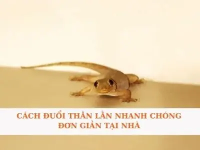 Hướng dẫn mẹo dân gian đuổi thằn lằn từ dân gian truyền lại